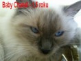 /album/vrh-b-prosinec-2011-1-5-roku/chanel-i-prosinec-11-jpg1/
